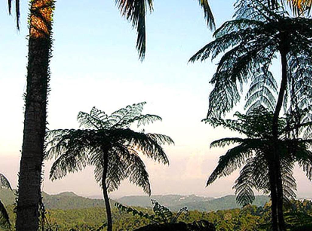 El Hotelito At The Rainforest Experience Farm Fajardo Luaran gambar